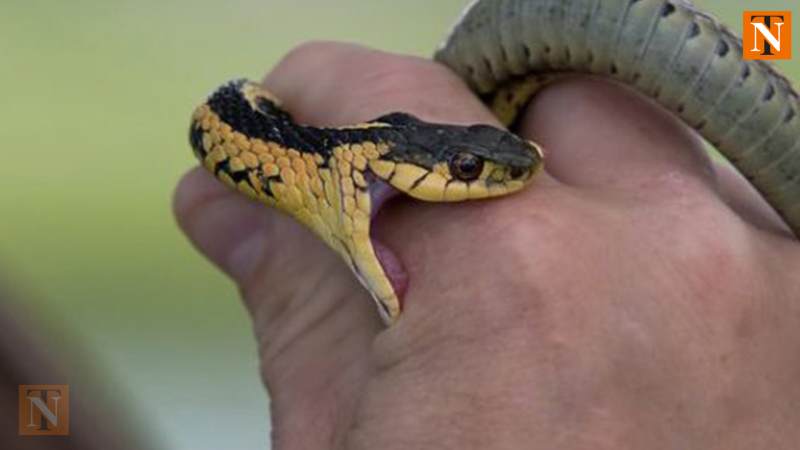 Snakebite Claims Life in Parseoni; Highlights Critical Gaps in Medical Response